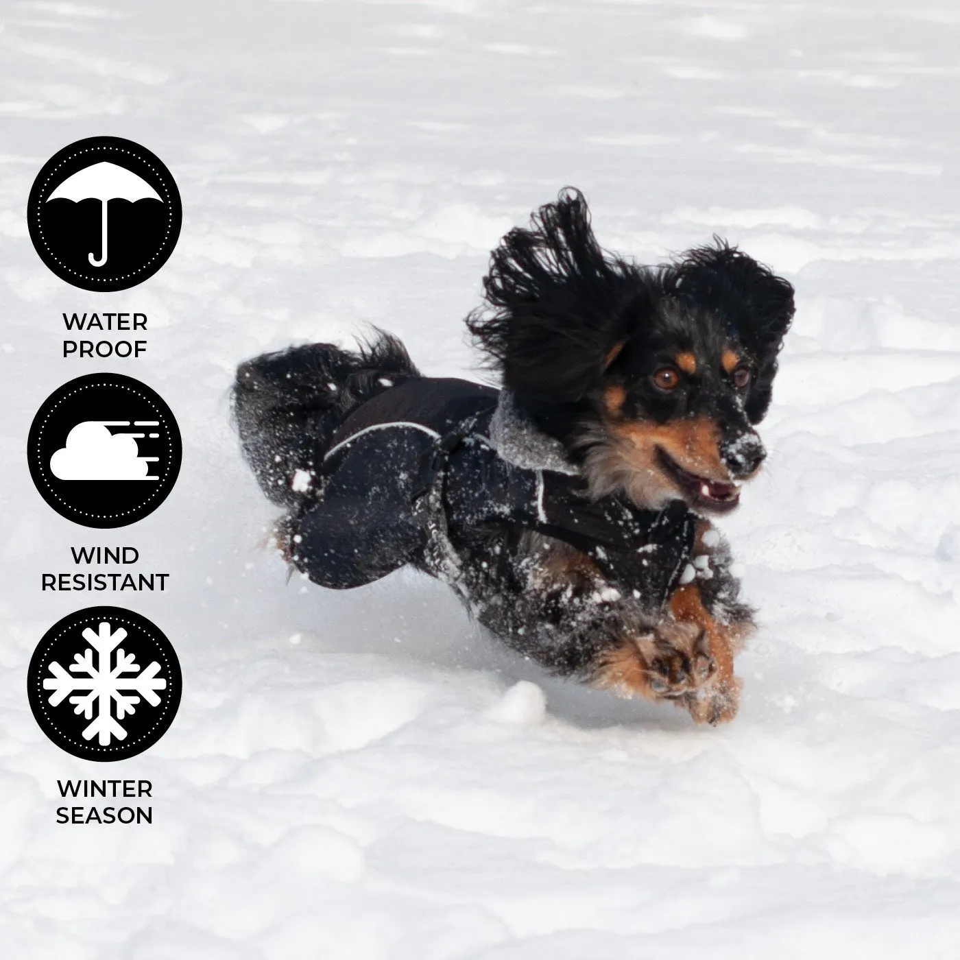 Shedrow K9 Chinook Black