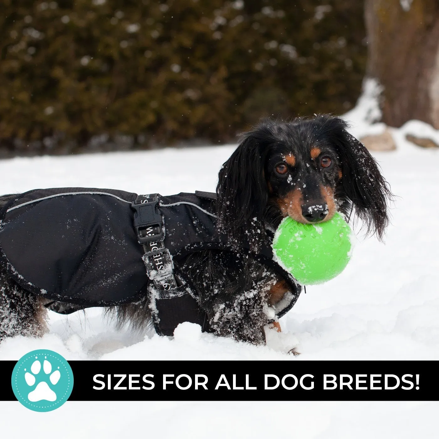 Shedrow K9 Chinook Black